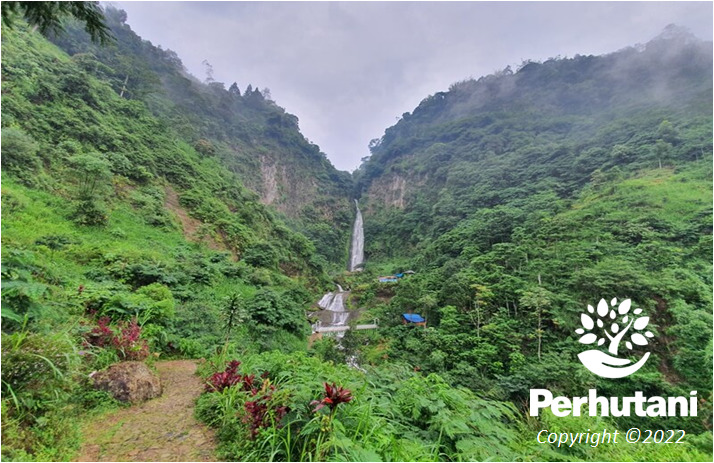 Hutan Petungkriyono